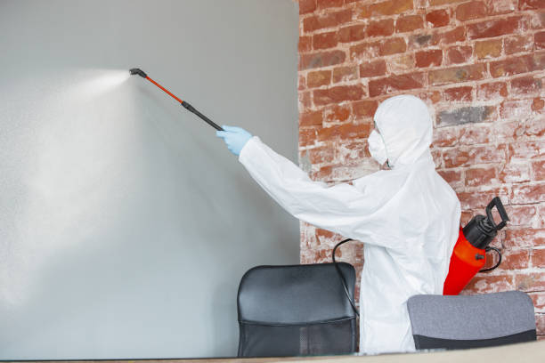 Best Mold Damage Restoration  in Gilcrest, CO