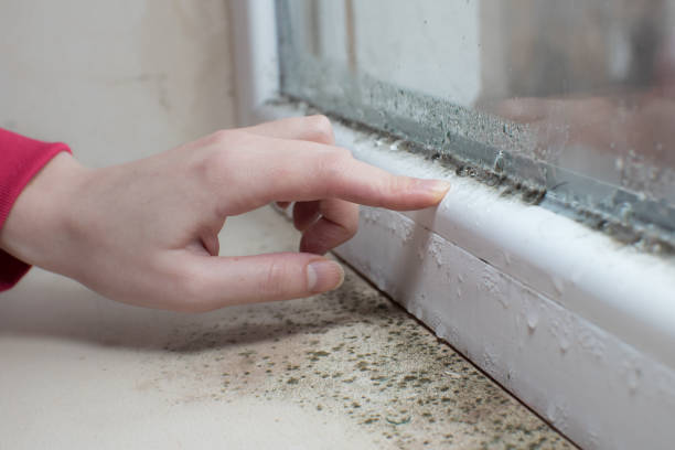 Best Environmental Consulting for Mold Prevention  in Gilcrest, CO