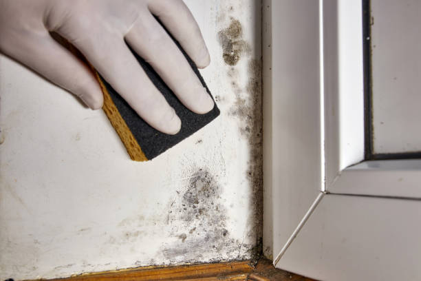 Best Biohazard Mold Removal  in Gilcrest, CO