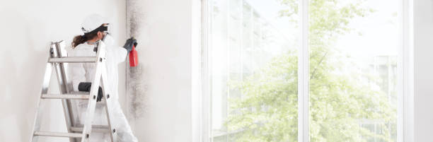 Professional Mold Removal in Gilcrest, CO